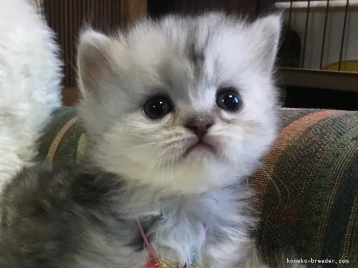 ID:2205-00082の子猫