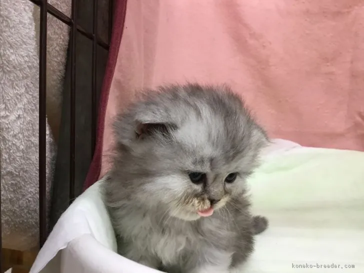 ガッツ 様のお迎えした子猫