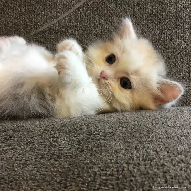 ID：2407-03158の子猫