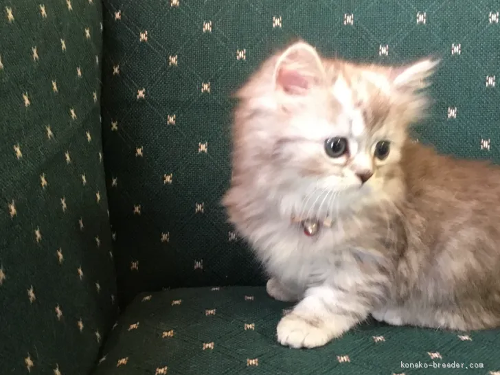 ID：2010-01673の子猫