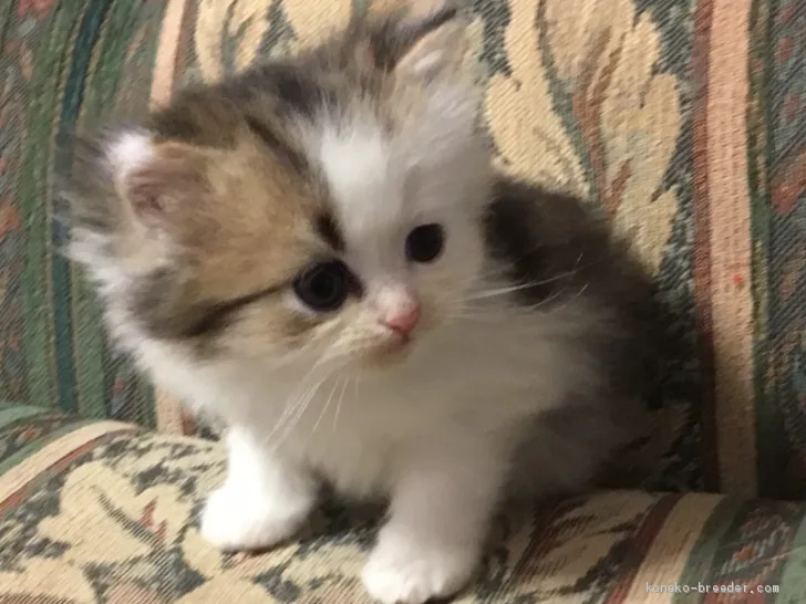 ID:2010-00341の子猫