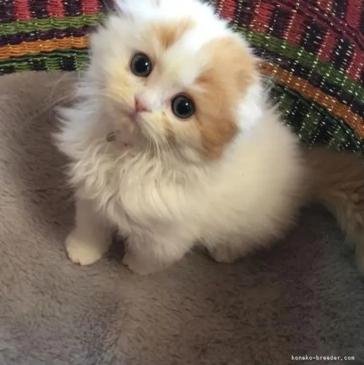 ID：2210-01163の子猫