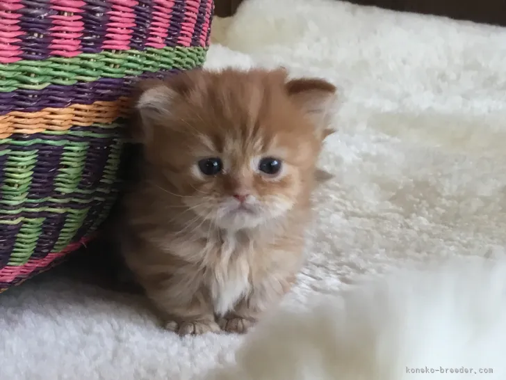 ID：2202-01085の子猫