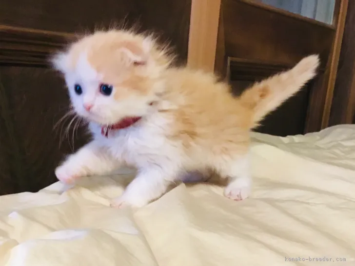 ID：2203-02064の子猫