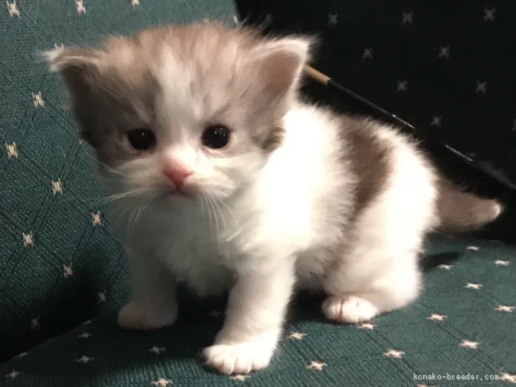 ID：2011-01785の子猫
