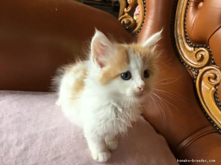 ID:1805-00250の子猫