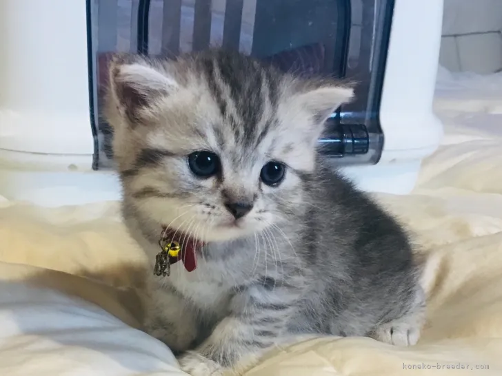 ID：2108-00295の子猫