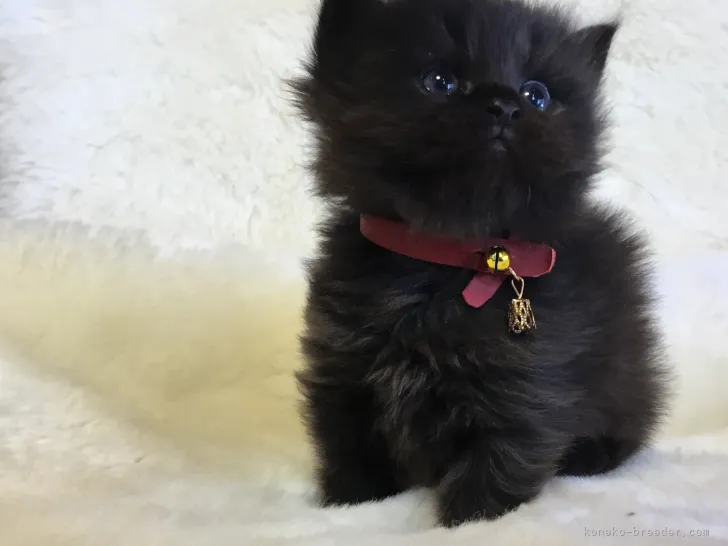 ID：2103-01588の子猫