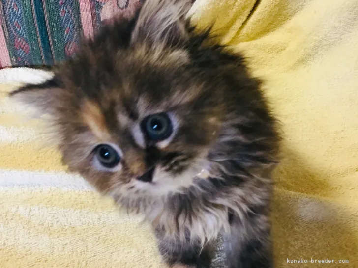 ID:2111-01239の子猫