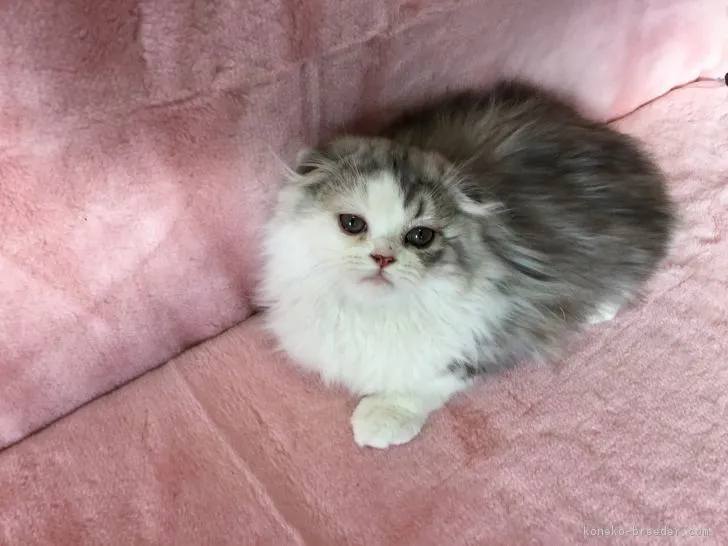 ID：1711-00021の子猫