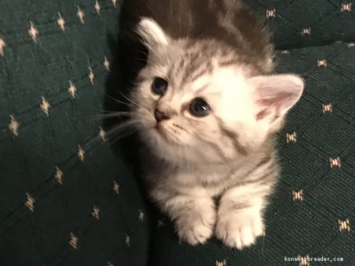 ID：2008-00973の子猫