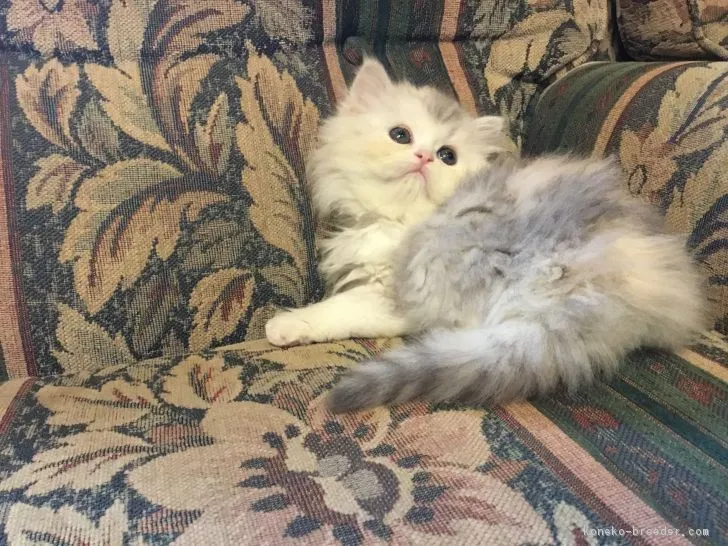 ID：1811-01011の子猫