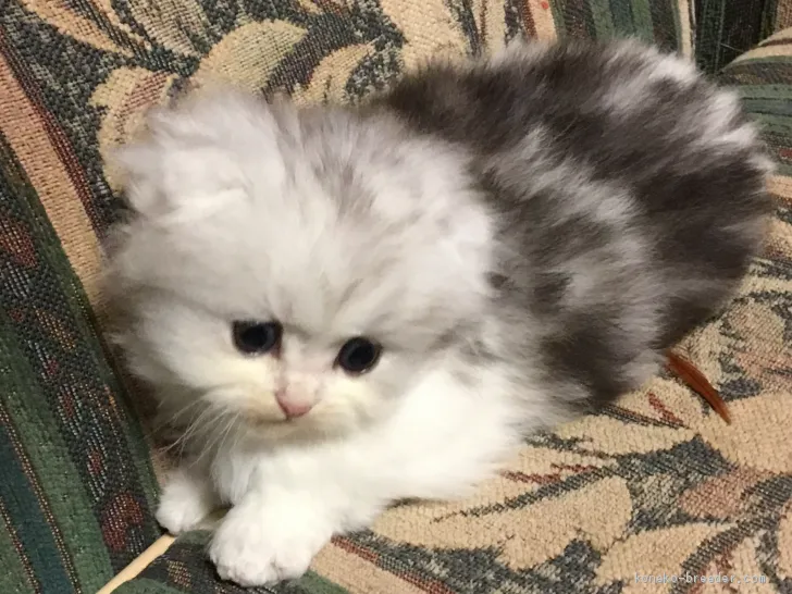 ID:2009-01687の子猫