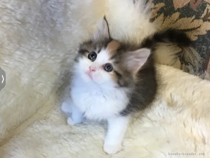 ID:2205-00392の子猫