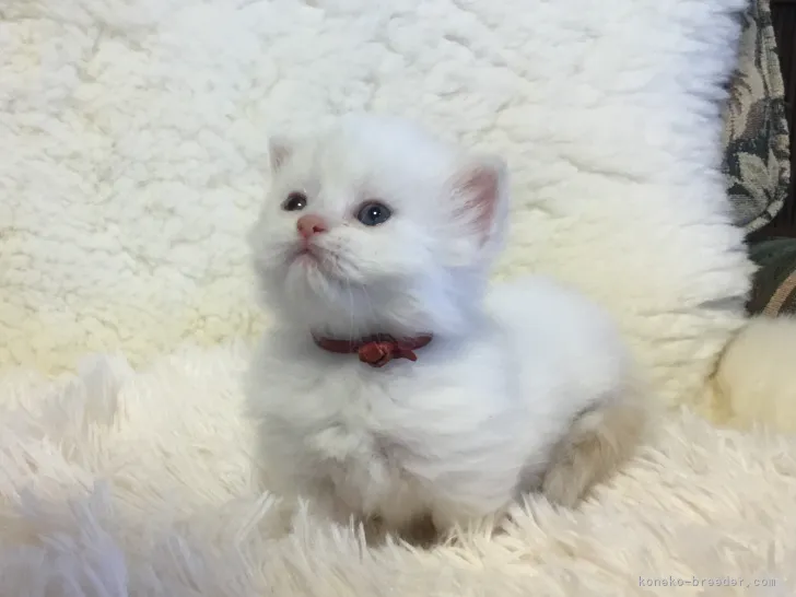 ID:2202-01081の子猫