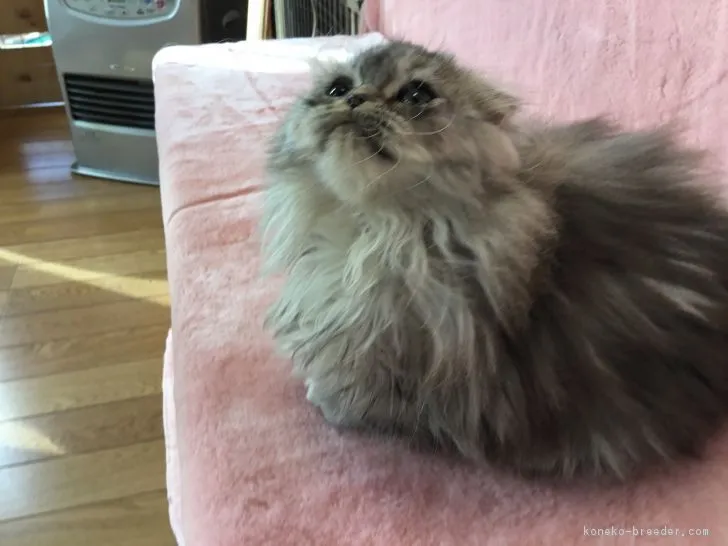 ID:1711-00230の子猫