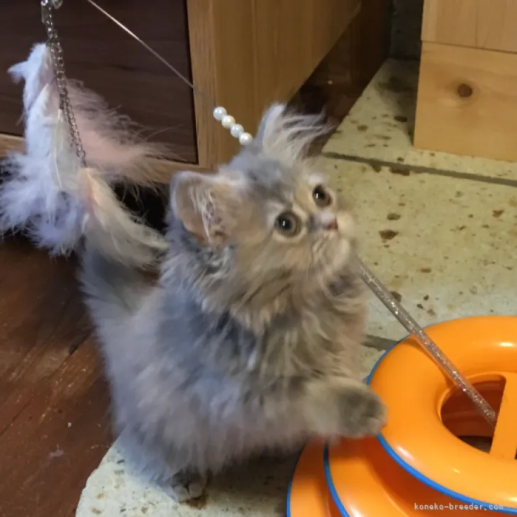 ID:2207-00537の子猫