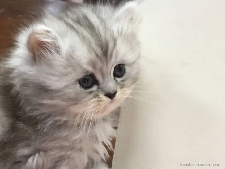 リンママ 様のお迎えした子猫