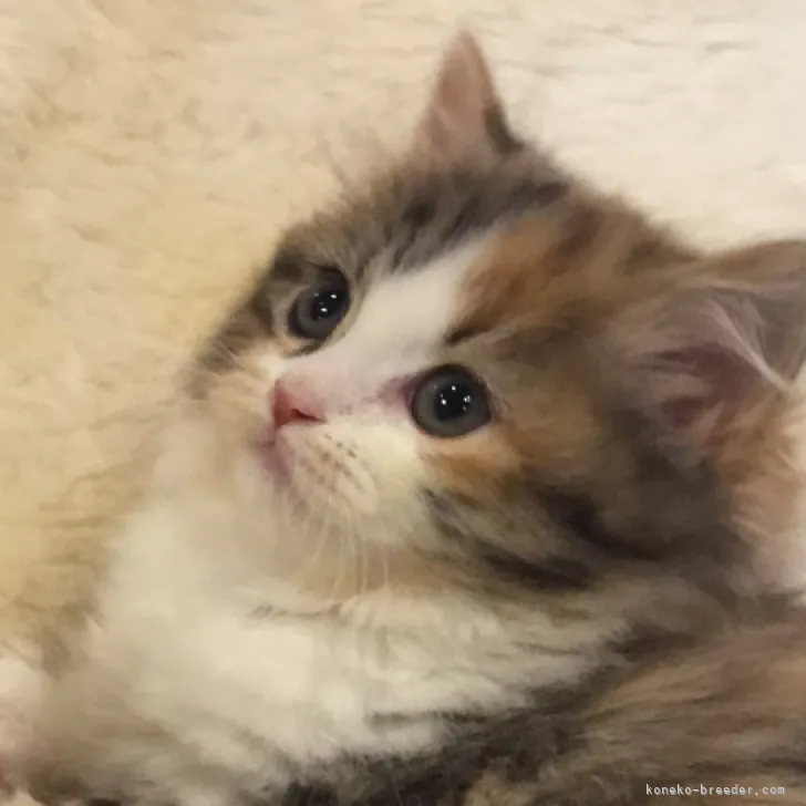 ID：2309-01744の子猫