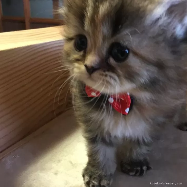 ID：2403-00210の子猫