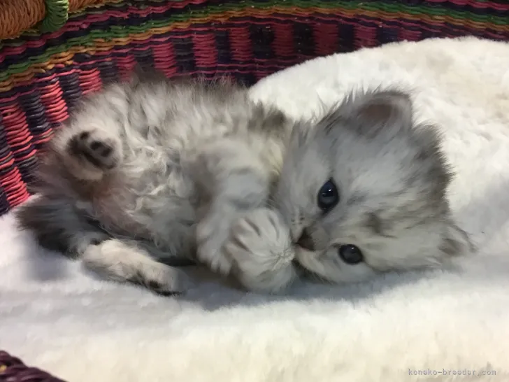ID：2205-00384の子猫