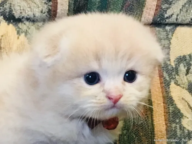 ID：2108-01587の子猫