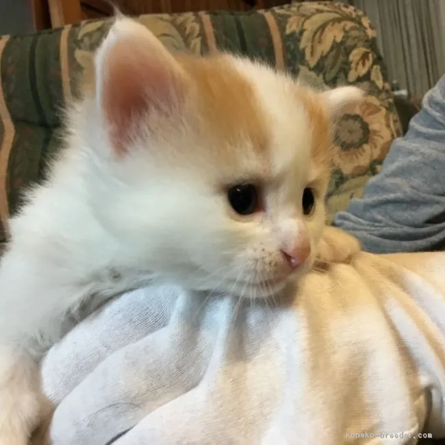 ID:1902-00178の子猫