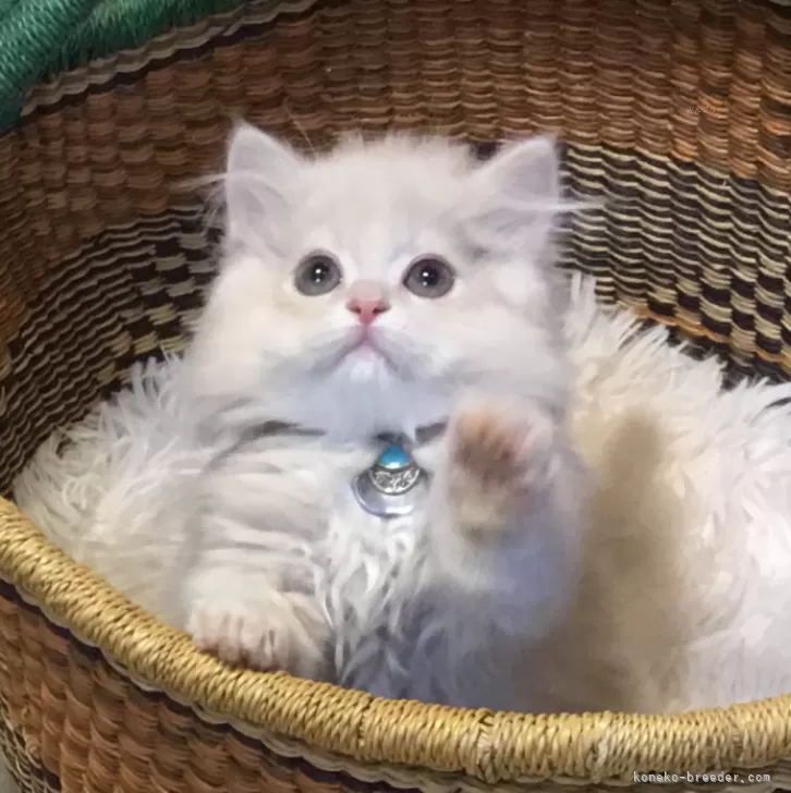 ID：2406-03348の子猫