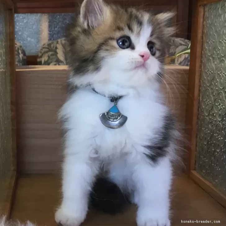 ID:2403-02142の子猫