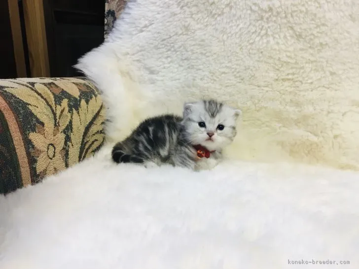 ID:2104-00624の子猫