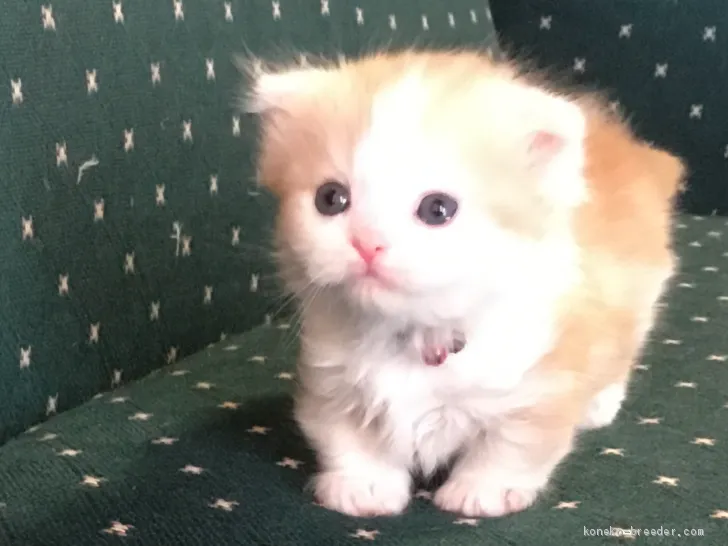 ID：2011-01786の子猫