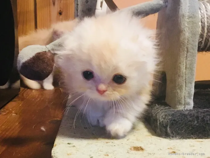 ID：2107-00885の子猫