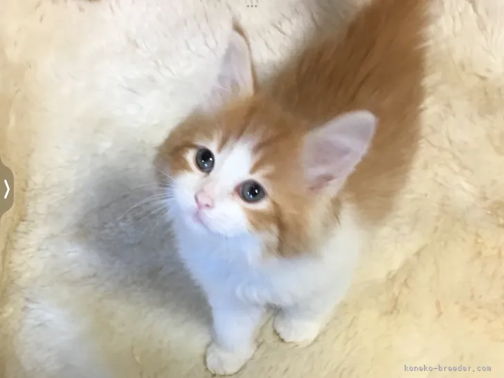 ID:2205-01327の子猫