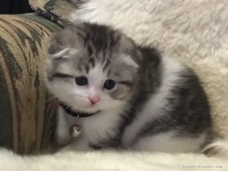 ID:2104-00113の子猫