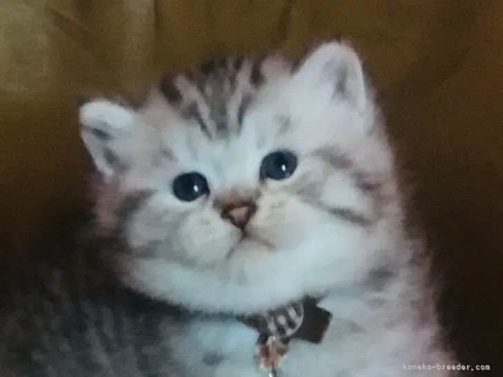 ID：2108-00297の子猫