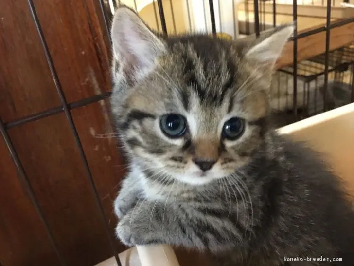 ID:1903-00833の子猫