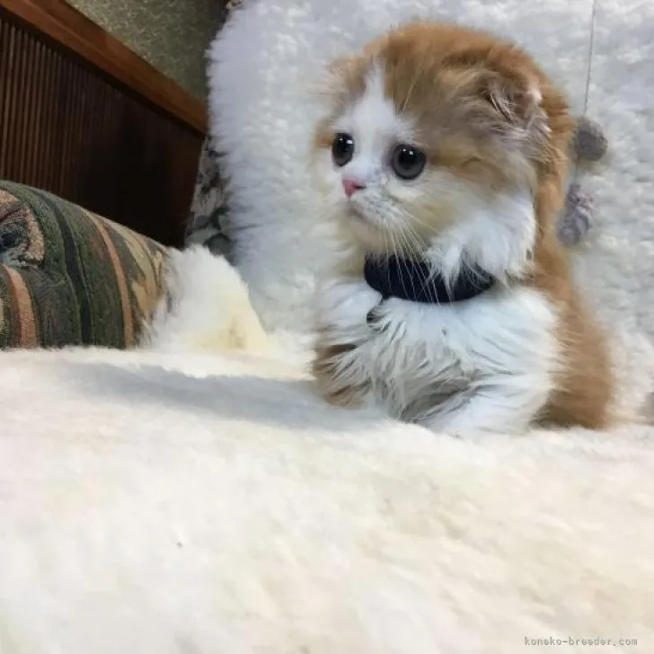ID:2208-02163の子猫