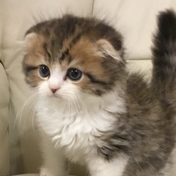 ミヌエット(長足)【福島県・男の子・2023年5月27日・ブラウンタビー&ホワイト（ミデアム）】の写真「お値段下げました♪  お早目に連絡して下さい🍀」