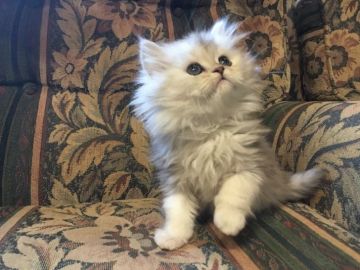 ミヌエット【福島県・女の子・2018年10月5日・キャリコ（長毛）】の写真「まんまるお顔♪ 優しい女の子🍀」