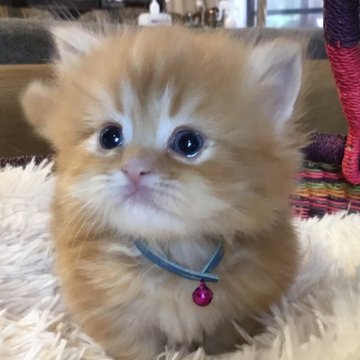 ミヌエット(短足)【福島県・男の子・2023年6月25日・レッドタビー（ミディアム）】の写真「とても大人しい男の子♪  短足でカワイイ🍀」