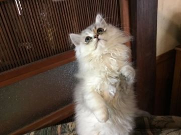 ミヌエット【福島県・男の子・2018年10月5日・シルバータビー（長毛）】の写真「人なっこい男の子です　可愛い♪ 🍀」