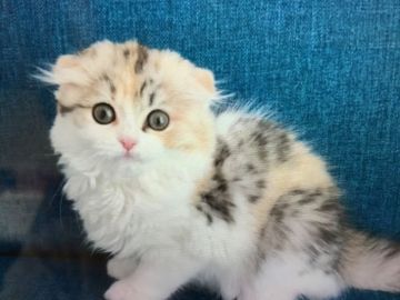 ミヌエット【福島県・女の子・2021年1月14日・キャリコ（長毛）】の写真「長足の女の子♪ まあるいお顔🍀」