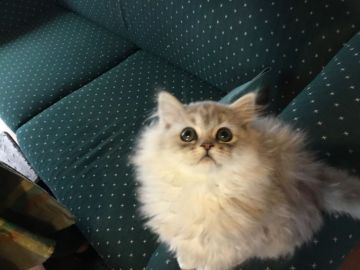 ミヌエット【福島県・男の子・2018年10月5日・シルバータビー（長毛）】の写真「とっても可愛い、まあるい美男子くん♪ 🍀」