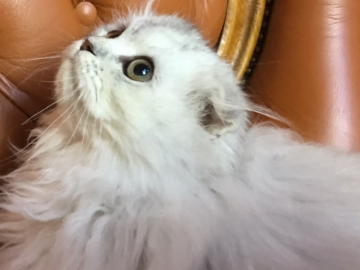 ミヌエット【福島県・女の子・2018年6月15日・シルバータビー（長毛）】の写真「とっても大人しい、目の大きい女の子♪ 🍀」