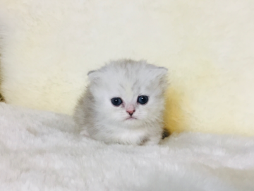 ミヌエット【福島県・女の子・2021年1月8日・シルバータビー（長毛）】の写真「極短足♪クリクリまあるいおめめで大人しい女の子🍀」