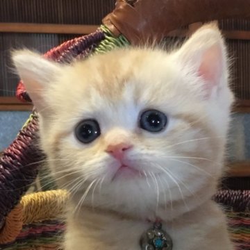 ミヌエット(長足)【福島県・男の子・2023年12月27日・クリームタビー（ショート）】の写真「ショートヘアーの男の子♪  まんまるおメメ🍀」