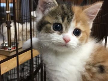 ミヌエット【福島県・女の子・2019年4月1日・キャリコ（長毛）】の写真「とても可愛い♪ キャリコ女の子🍀」