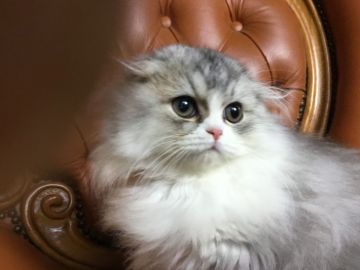 ミヌエット【福島県・女の子・2018年6月15日・シルバータビー&ホワイト（長毛）】の写真「お目目の大きい耳折れ女の子です♪かわいい 🍀」