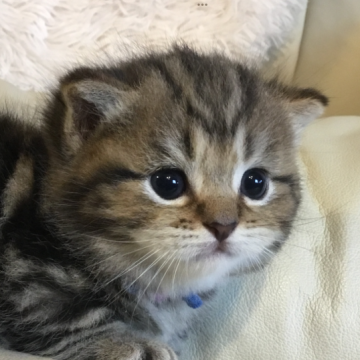 ミヌエット(短足)【福島県・男の子・2023年7月11日・クラシックタビー】の写真「横広がりのお顔の男の子♪  短足でシヨートヘアー🍀」