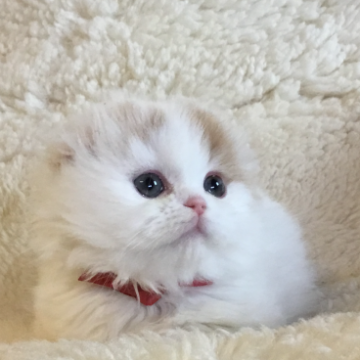 ミヌエット(短足)【福島県・男の子・2023年2月9日・クリームタビー&ホワイト（ミデアム）】の写真「淡い毛色大きな瞳♪  極短足、おとなしくて可愛い🍀」